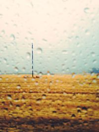 Close-up of yellow flowers