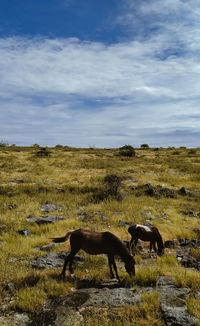 View of a horse on field