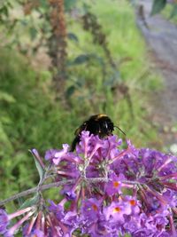 Bee pollinating flower