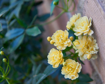 Close-up of yellow flowering plant