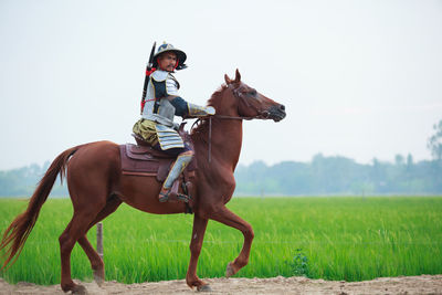 Side view of man riding horse at rice paddy against clear sky