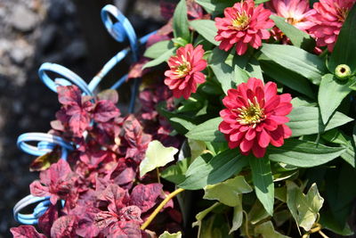 Close-up of pink flowering plants