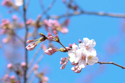 Close-up of cherry blossoms in spring