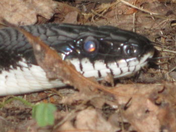 Close-up of insect