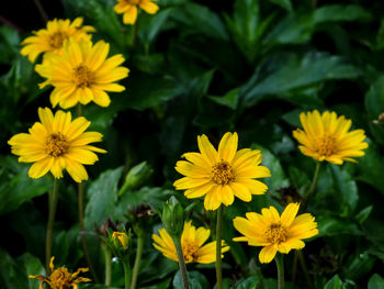 Close-up of yellow flowering plants