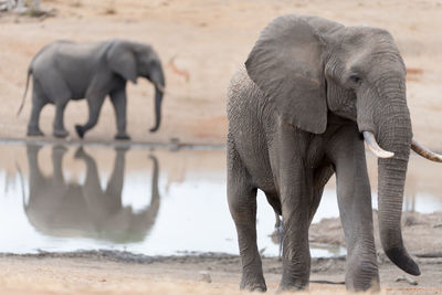 View of elephant drinking water