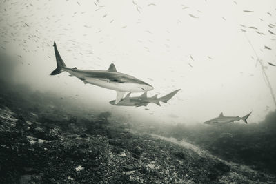 View of fish swimming in sea