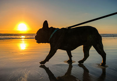 Silhouette dog standing against sky during sunset