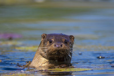 The otter swimming on the drava river