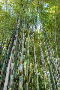 Low angle view of bamboo trees in forest