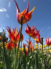 Close-up of red orange flowers on field against sky