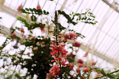 Close-up of pink plant