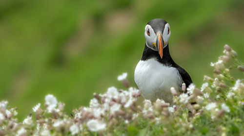 Close-up of a bird on rock