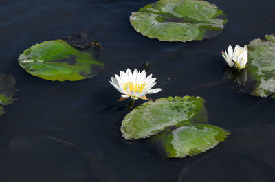 High angle view of lotus water lily in lake