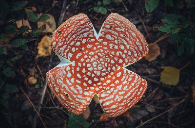 Close-up of mushroom growing on field