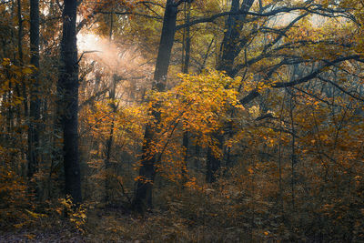 Trees in forest during autumn