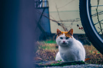 Portrait of cat sitting outdoors