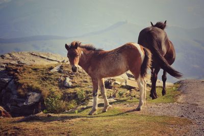 Pottok horses on hill