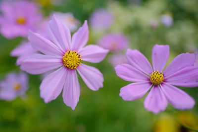 Close-up of pink cosmos flowers