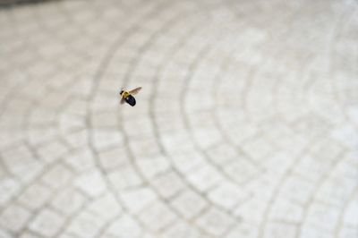 Close-up of insects on white surface