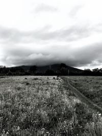 Scenic view of field against sky