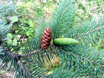 Pine cones on tree