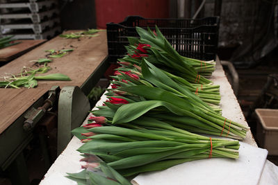 Tulips flowering plant in the natural environment