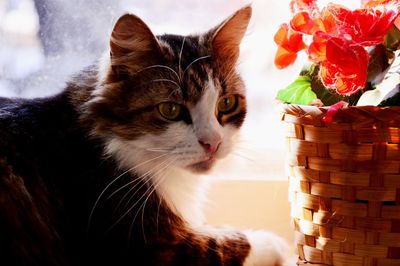 Close-up portrait of a cat