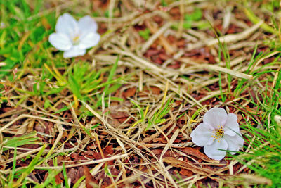 High angle view of white flowers blooming on field