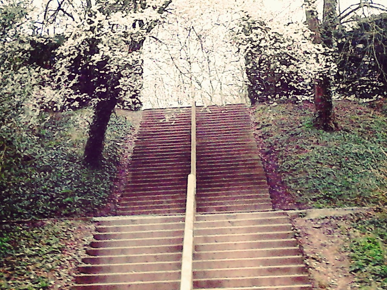 steps, tree, built structure, the way forward, staircase, architecture, steps and staircases, plant, building exterior, growth, railing, day, no people, wall - building feature, house, outdoors, nature, branch, ivy, stairs