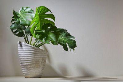 Close-up of potted plant on table against white wall