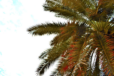 Low angle view of palm trees against sky