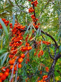 Close-up of berries on tree