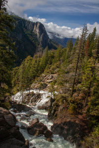 Scenic view of stream flowing through rocks in forest