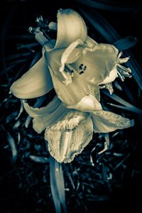 Close-up of white flowers