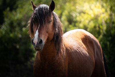 Close-up of a horse on field