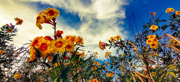 Low angle view of flowering plants against sky