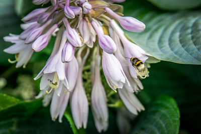 Close-up of bee on flower