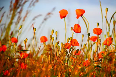 Close-up of red flowering plants on field