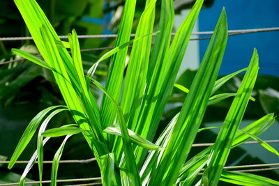 Close-up of fresh green plant in field