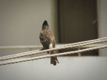 Bird perching on wall