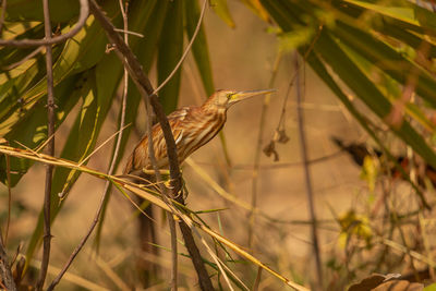 Close-up of bird perching on plant