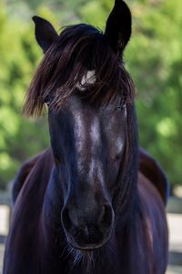 Close-up portrait of a horse