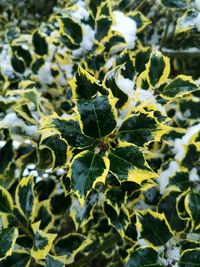 Full frame shot of fresh green leaves