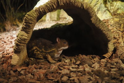 Side view of squirrel on rock