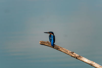 Kingfisher looking for fish