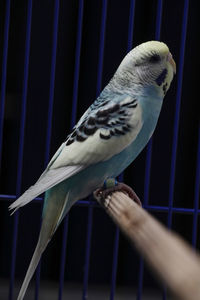 Close-up of parrot perching in cage