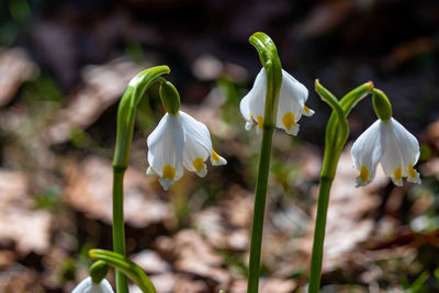 Close-up of white flowering plants