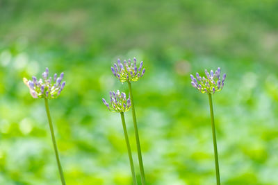 Close-up of flowers blooming outdoors