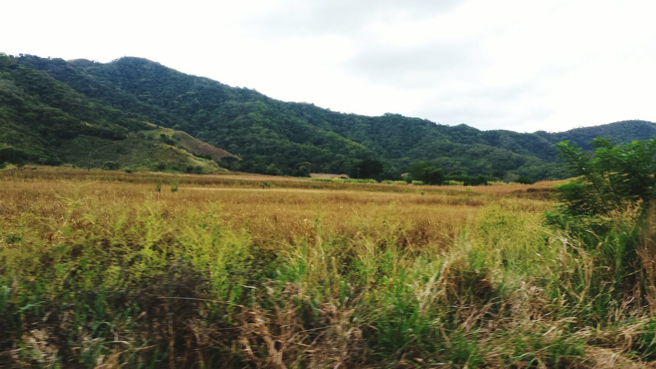 mountain, tranquil scene, tranquility, landscape, scenics, beauty in nature, growth, sky, nature, tree, field, grass, mountain range, green color, non-urban scene, plant, rural scene, idyllic, day, remote